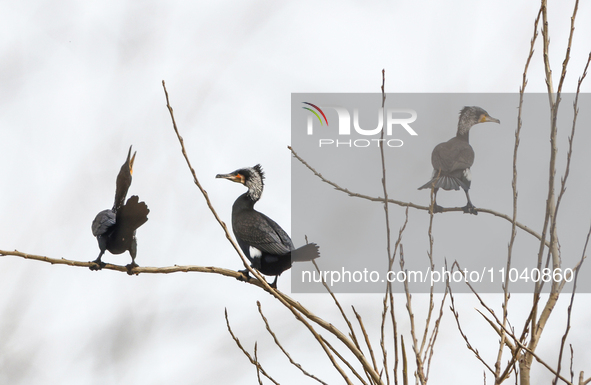 Several wild cormorants are playing on the Hongze Lake Wetland Reserve in Suqian, Jiangsu Province, China, on March 1, 2024. 