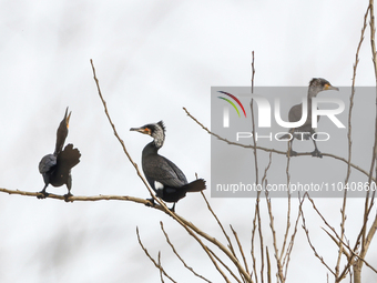 Several wild cormorants are playing on the Hongze Lake Wetland Reserve in Suqian, Jiangsu Province, China, on March 1, 2024. (