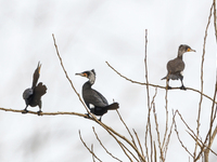 Several wild cormorants are playing on the Hongze Lake Wetland Reserve in Suqian, Jiangsu Province, China, on March 1, 2024. (