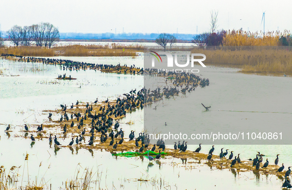 A large number of wild cormorants are gathering at Hongze Lake Wetland Reserve in Suqian, East China's Jiangsu province, on March 1, 2024. 