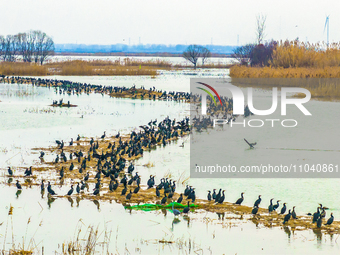 A large number of wild cormorants are gathering at Hongze Lake Wetland Reserve in Suqian, East China's Jiangsu province, on March 1, 2024. (