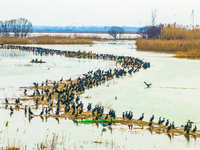 A large number of wild cormorants are gathering at Hongze Lake Wetland Reserve in Suqian, East China's Jiangsu province, on March 1, 2024. (