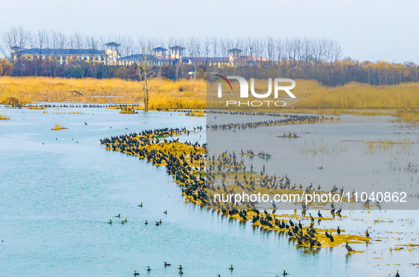 A large number of wild cormorants are gathering at Hongze Lake Wetland Reserve in Suqian, East China's Jiangsu province, on March 1, 2024. 