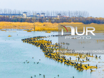 A large number of wild cormorants are gathering at Hongze Lake Wetland Reserve in Suqian, East China's Jiangsu province, on March 1, 2024. (