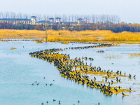 A large number of wild cormorants are gathering at Hongze Lake Wetland Reserve in Suqian, East China's Jiangsu province, on March 1, 2024. (