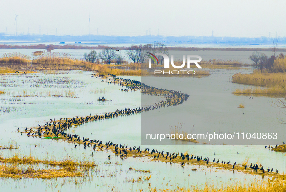 A large number of wild cormorants are gathering at Hongze Lake Wetland Reserve in Suqian, East China's Jiangsu province, on March 1, 2024. 