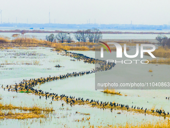 A large number of wild cormorants are gathering at Hongze Lake Wetland Reserve in Suqian, East China's Jiangsu province, on March 1, 2024. (