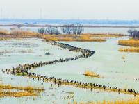 A large number of wild cormorants are gathering at Hongze Lake Wetland Reserve in Suqian, East China's Jiangsu province, on March 1, 2024. (