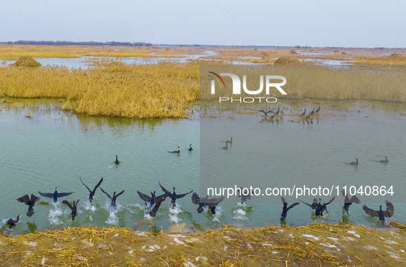 A large number of wild cormorants are gathering at Hongze Lake Wetland Reserve in Suqian, East China's Jiangsu province, on March 1, 2024. 