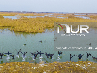 A large number of wild cormorants are gathering at Hongze Lake Wetland Reserve in Suqian, East China's Jiangsu province, on March 1, 2024. (