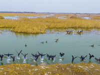 A large number of wild cormorants are gathering at Hongze Lake Wetland Reserve in Suqian, East China's Jiangsu province, on March 1, 2024. (