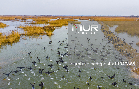 A large number of wild cormorants are gathering at Hongze Lake Wetland Reserve in Suqian, East China's Jiangsu province, on March 1, 2024. 