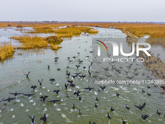 A large number of wild cormorants are gathering at Hongze Lake Wetland Reserve in Suqian, East China's Jiangsu province, on March 1, 2024. (