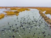 A large number of wild cormorants are gathering at Hongze Lake Wetland Reserve in Suqian, East China's Jiangsu province, on March 1, 2024. (