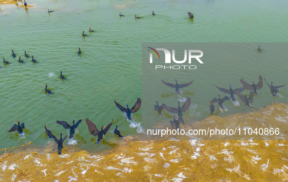 A large number of wild cormorants are gathering at Hongze Lake Wetland Reserve in Suqian, East China's Jiangsu province, on March 1, 2024. 