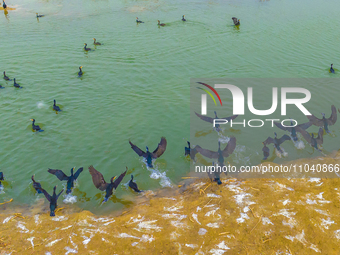 A large number of wild cormorants are gathering at Hongze Lake Wetland Reserve in Suqian, East China's Jiangsu province, on March 1, 2024. (