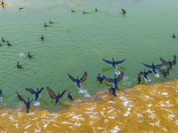 A large number of wild cormorants are gathering at Hongze Lake Wetland Reserve in Suqian, East China's Jiangsu province, on March 1, 2024. (