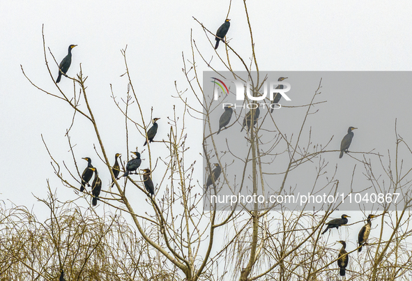 Several wild cormorants are playing on the Hongze Lake Wetland Reserve in Suqian, Jiangsu Province, China, on March 1, 2024. 