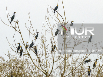 Several wild cormorants are playing on the Hongze Lake Wetland Reserve in Suqian, Jiangsu Province, China, on March 1, 2024. (