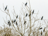 Several wild cormorants are playing on the Hongze Lake Wetland Reserve in Suqian, Jiangsu Province, China, on March 1, 2024. (