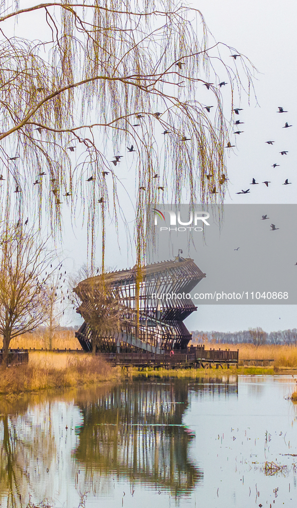 Several wild cormorants are playing on the Hongze Lake Wetland Reserve in Suqian, Jiangsu Province, China, on March 1, 2024. 