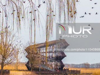 Several wild cormorants are playing on the Hongze Lake Wetland Reserve in Suqian, Jiangsu Province, China, on March 1, 2024. (