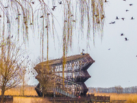 Several wild cormorants are playing on the Hongze Lake Wetland Reserve in Suqian, Jiangsu Province, China, on March 1, 2024. (