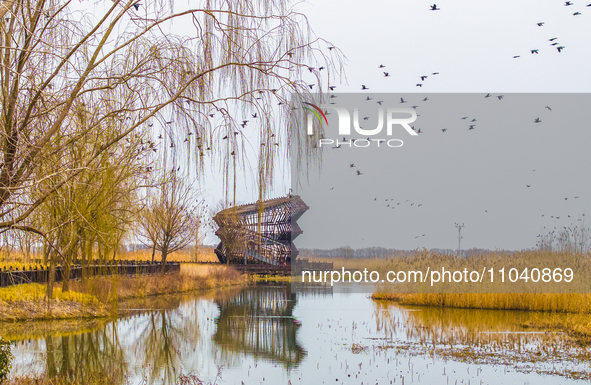 Several wild cormorants are playing on the Hongze Lake Wetland Reserve in Suqian, Jiangsu Province, China, on March 1, 2024. 