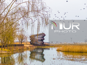 Several wild cormorants are playing on the Hongze Lake Wetland Reserve in Suqian, Jiangsu Province, China, on March 1, 2024. (