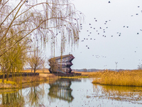 Several wild cormorants are playing on the Hongze Lake Wetland Reserve in Suqian, Jiangsu Province, China, on March 1, 2024. (