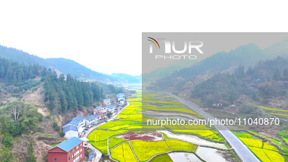 Rapeseed flowers are blooming in Wenjiang village, Qiandongnan, Guizhou province, China, on March 1, 2024. 