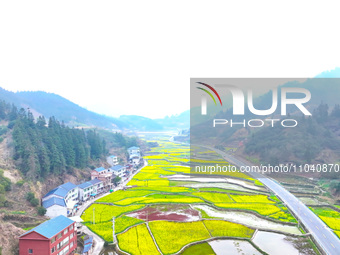 Rapeseed flowers are blooming in Wenjiang village, Qiandongnan, Guizhou province, China, on March 1, 2024. (