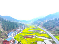 Rapeseed flowers are blooming in Wenjiang village, Qiandongnan, Guizhou province, China, on March 1, 2024. (