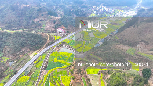 Rapeseed flowers are blooming in Wenjiang village, Qiandongnan, Guizhou province, China, on March 1, 2024. 