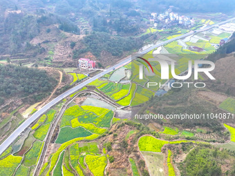 Rapeseed flowers are blooming in Wenjiang village, Qiandongnan, Guizhou province, China, on March 1, 2024. (