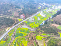 Rapeseed flowers are blooming in Wenjiang village, Qiandongnan, Guizhou province, China, on March 1, 2024. (