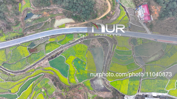 Rapeseed flowers are blooming in Wenjiang village, Qiandongnan, Guizhou province, China, on March 1, 2024. 