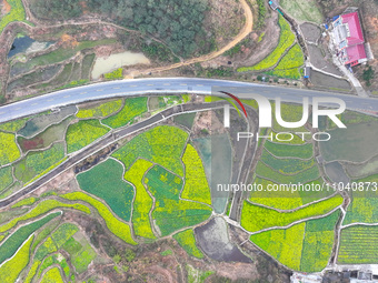 Rapeseed flowers are blooming in Wenjiang village, Qiandongnan, Guizhou province, China, on March 1, 2024. (