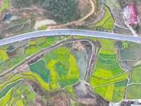 Rapeseed flowers are blooming in Wenjiang village, Qiandongnan, Guizhou province, China, on March 1, 2024. (