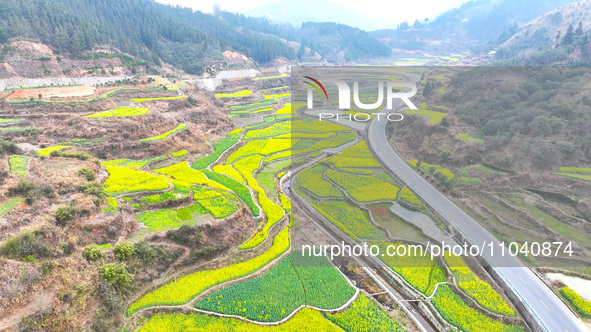 Rapeseed flowers are blooming in Wenjiang village, Qiandongnan, Guizhou province, China, on March 1, 2024. 