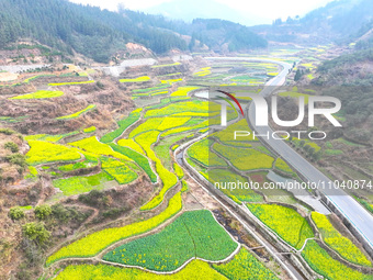 Rapeseed flowers are blooming in Wenjiang village, Qiandongnan, Guizhou province, China, on March 1, 2024. (