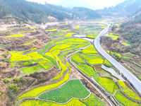 Rapeseed flowers are blooming in Wenjiang village, Qiandongnan, Guizhou province, China, on March 1, 2024. (