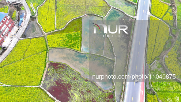 Rapeseed flowers are blooming in Wenjiang village, Qiandongnan, Guizhou province, China, on March 1, 2024. 