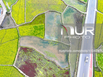 Rapeseed flowers are blooming in Wenjiang village, Qiandongnan, Guizhou province, China, on March 1, 2024. (