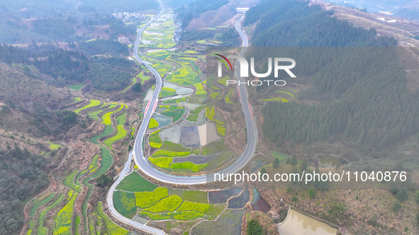 Rapeseed flowers are blooming in Wenjiang village, Qiandongnan, Guizhou province, China, on March 1, 2024. 