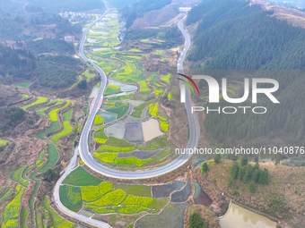 Rapeseed flowers are blooming in Wenjiang village, Qiandongnan, Guizhou province, China, on March 1, 2024. (