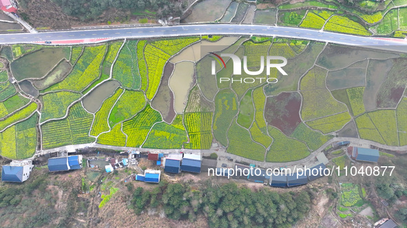 Rapeseed flowers are blooming in Wenjiang village, Qiandongnan, Guizhou province, China, on March 1, 2024. 