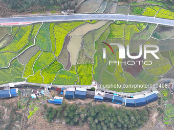 Rapeseed flowers are blooming in Wenjiang village, Qiandongnan, Guizhou province, China, on March 1, 2024. (