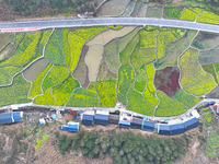 Rapeseed flowers are blooming in Wenjiang village, Qiandongnan, Guizhou province, China, on March 1, 2024. (