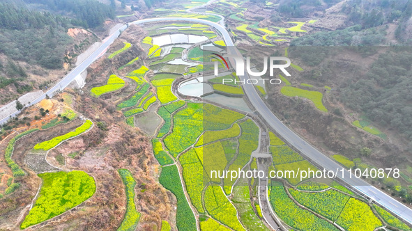 Rapeseed flowers are blooming in Wenjiang village, Qiandongnan, Guizhou province, China, on March 1, 2024. 